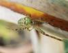 Metellina sp.
